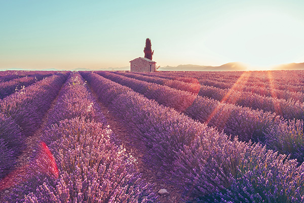 南法薰衣草12日 ▸7/12出發